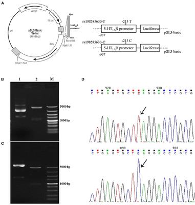 Associations Between a Polymorphism in the Rat 5-HT1A Receptor Gene Promoter Region (rs198585630) and Cognitive Alterations Induced by Microwave Exposure